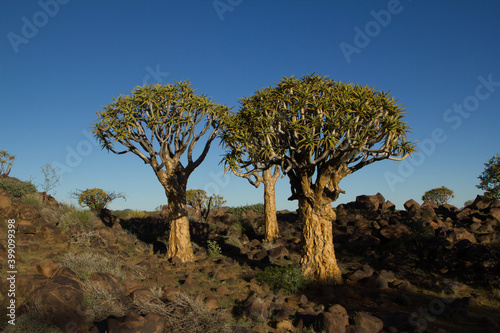 Köcherbaum Wald in Namibia