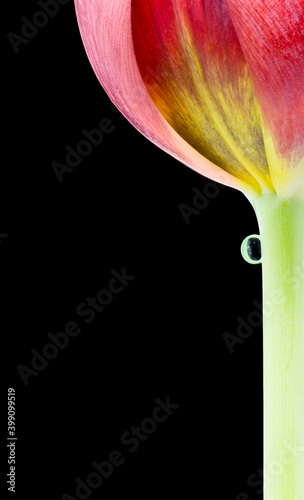 save water,  water drop on rose flower isolated on black background with copy space