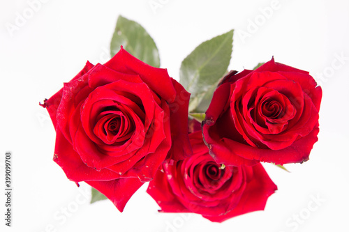 Red roses  seen from above  on a white background