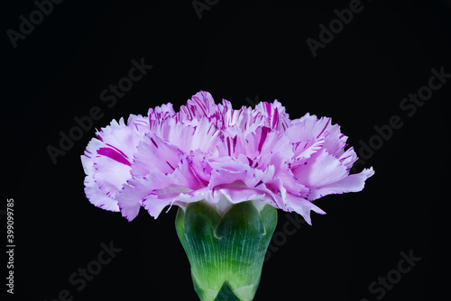 beautiful carnation flower head isolated on black background, bright macro shot
