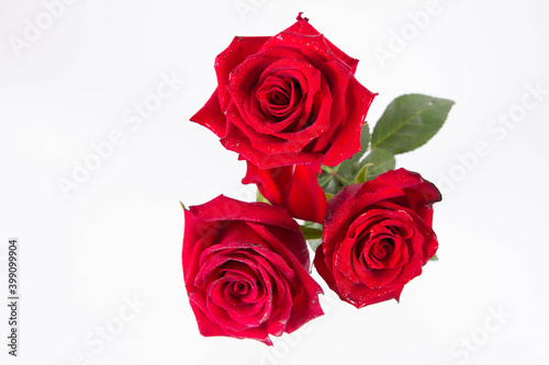 Red roRed roses  seen from above  covered with drops of water  on a white background