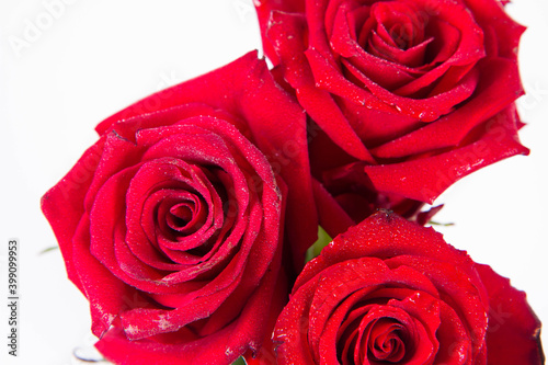 Red roses  seen from above  covered with drops of water  on a white background