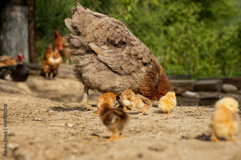 Closeup of a mother chicken with its baby chicks on the farm. Hen with ...