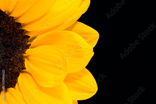 bright yellow sunflower on dark background with copy space