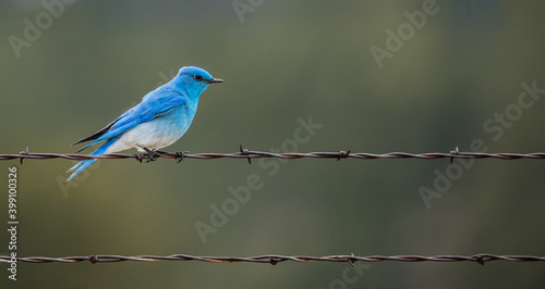 western bluebird on post