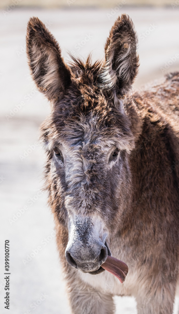 wild burro in black hills