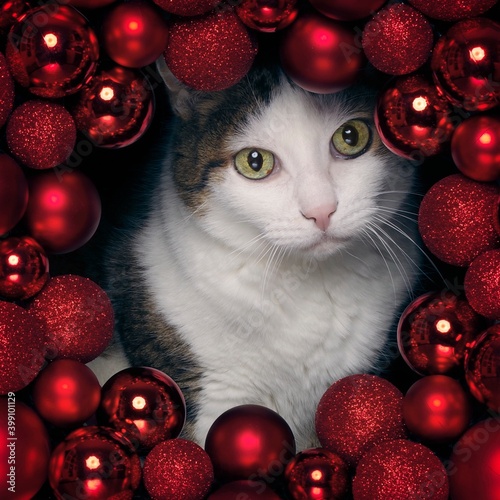 tabby cat peeking curoius  through a red Christmas wreath. Square image. photo