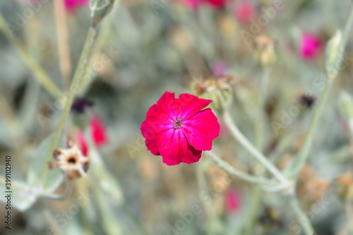 Rose campion photo