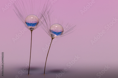 dandelion seeds with a drop of water on a light pink background