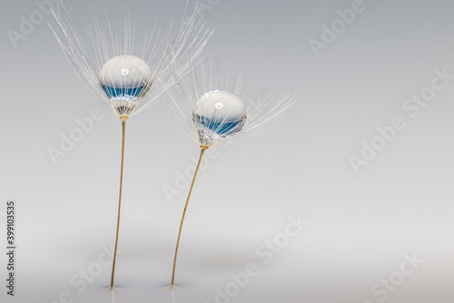 dandelion seeds with a drop of water on a white background