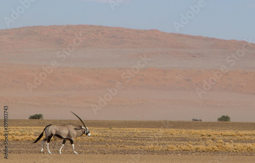 Fahrt zur Big Daddy Düne in Namibia nahe Deadvlei, dem Tal des Todes photo