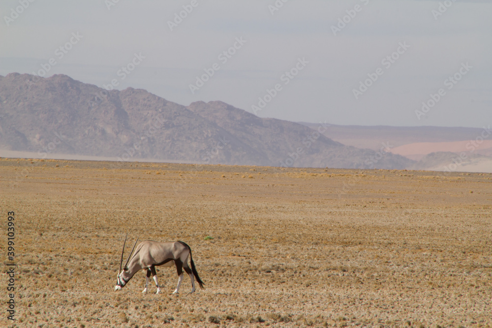 Fototapeta premium Fahrt zur Big Daddy Düne in Namibia nahe Deadvlei, dem Tal des Todes