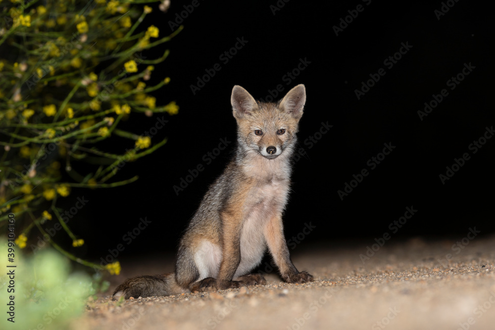 Obraz premium Raposa, Red Fox (Vulpes vulpes)