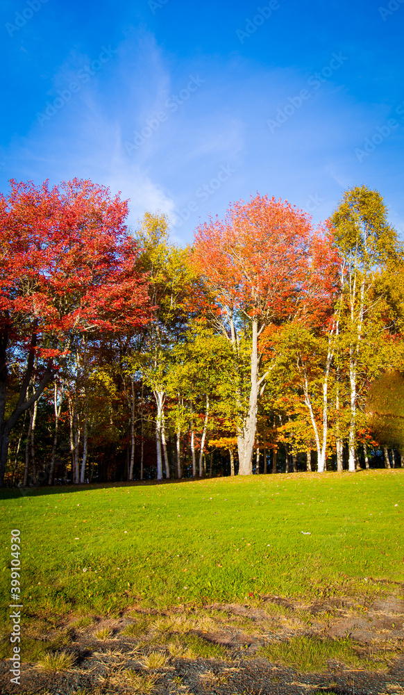 copse of trees in autumn 