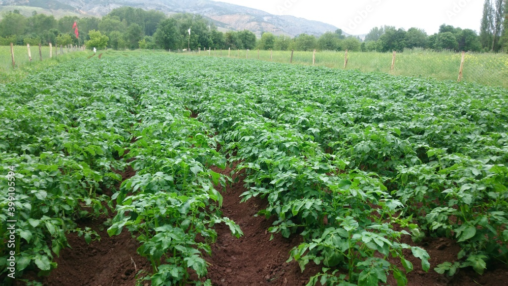 field of potato field of potato