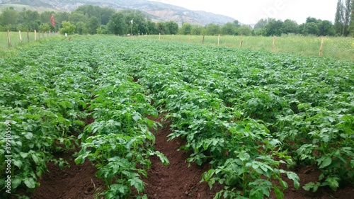 field of potato photo