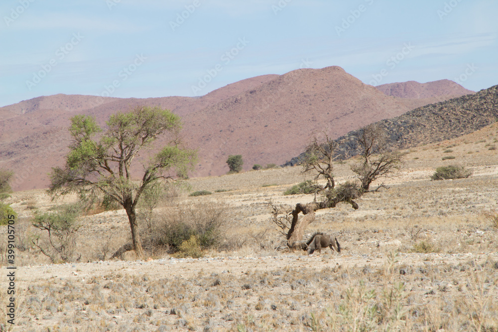 Fototapeta premium Gnus verstecken sich im Schatten eines Baumes