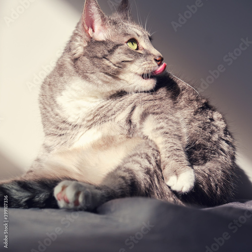 Gray cat licks fur on the bed, big dog with his tongue out in the window light
