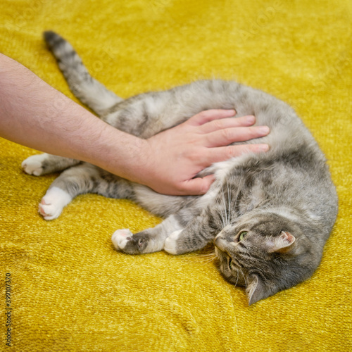 Fototapeta Naklejka Na Ścianę i Meble -  Man hand stroking a pregnant cat on a sore belly, pet health problems