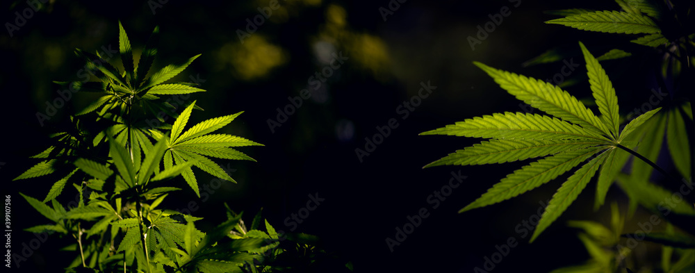 Textured cannabis leaves are impressive.Hemp thickets.Openwork sheet of hemp. A branch of hemp in the sun.Gorgeous panorama of cannabis blooming in the southern region. Textured cannabis leaves are impressive.Hemp thickets.Openwork sheet of hemp. A branch of hemp in the sun.Gorgeous panorama of cannabis blooming in the southern region.
