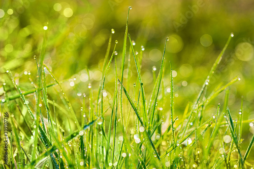 Natural green background with grass and shiny drops in the rays