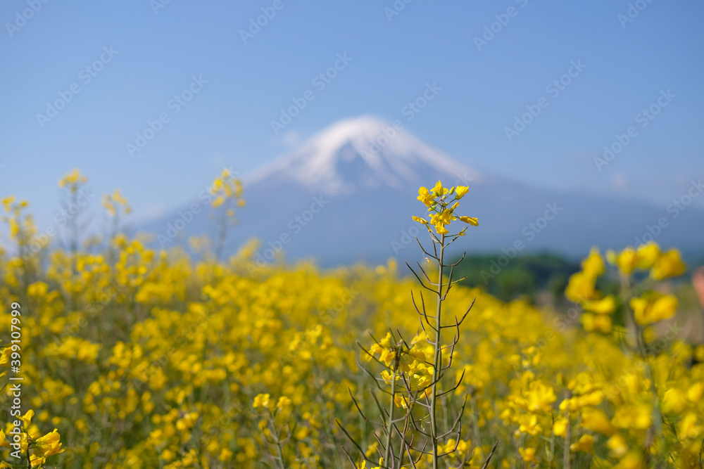 富士山と菜の花