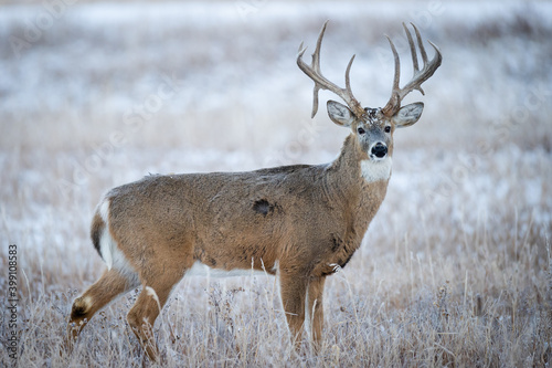 Photography Large Buck