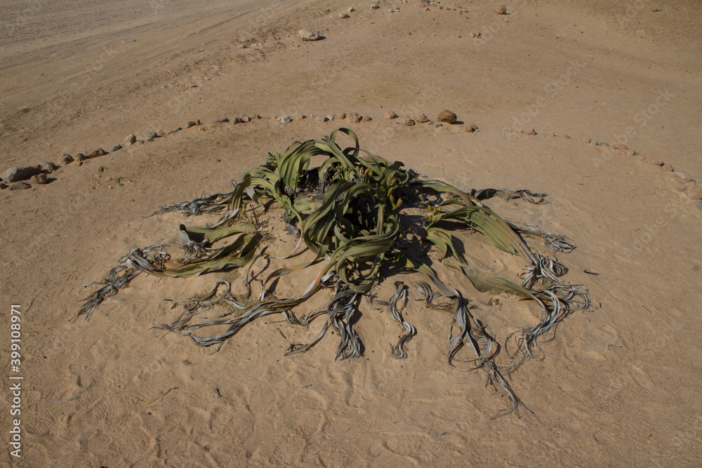 Obraz premium Welwitschia, tausendjährige Pflanze in Namibia