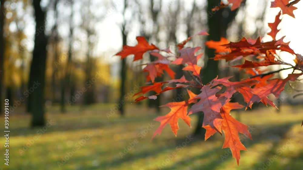 Autumn landscape - beautiful leaves on a tree against the background of a city park. Sunny day in the autumn forest. Autumn landscape - beautiful leaves on a tree against the background of a city park. Sunny day in the autumn forest.