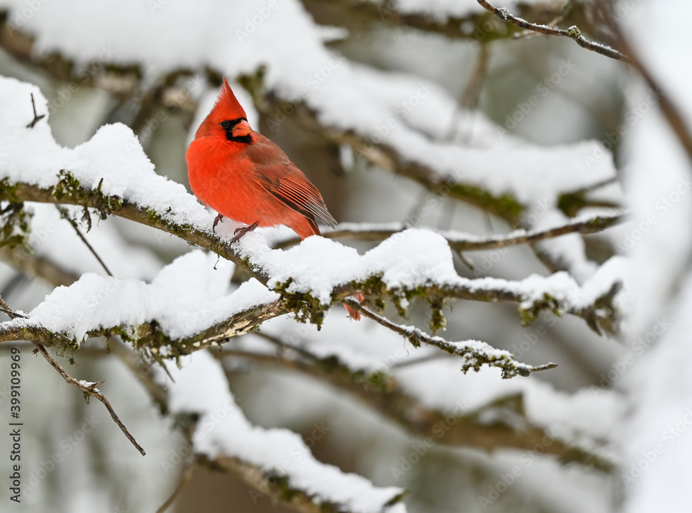 Male Northern Cardinal Perched on a Tree Branch Covered in Snow in Winter Male Northern Cardinal Perched on a Tree Branch Covered in Snow in Winter