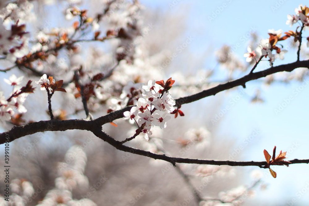 Harbinger of spring white blossom tree