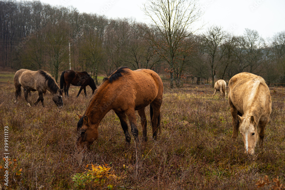 horses eating grass in meadow in nature horses eating grass in meadow in nature