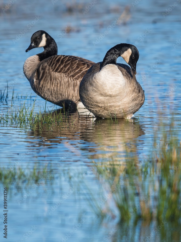 Canada Geese, Canada Goose (Branta canadensis) in environment Canada Geese, Canada Goose (Branta canadensis) in environment