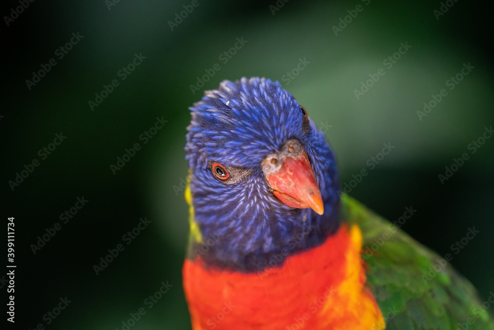 Closeup of a rainbow lorikeet bird in Australia 