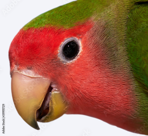 Head of a lovebird parrot close-up on a white background