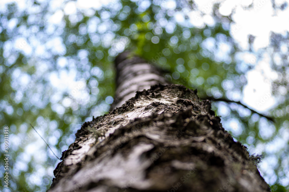 Forest trees. Nature green wood sunlight backgrounds. Forest trees. Nature green wood sunlight backgrounds.