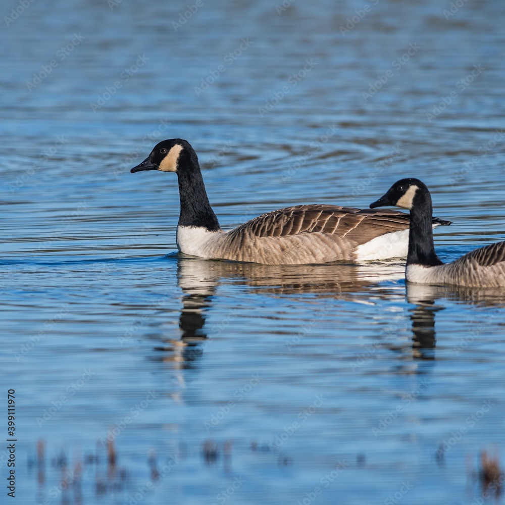 Canada Geese, Canada Goose (Branta canadensis) in environment