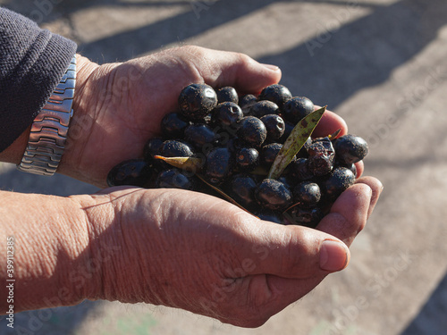 Black olives in the hands of an unrecognizable person, freshly picked from the field