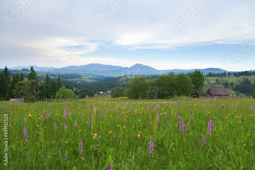Rare orchid mountain meadow, view of village and mountain Homyak. Ukraine, Carpathians.