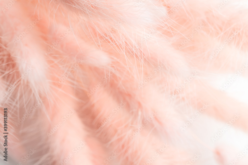Fototapeta premium Pink soft rabbit's tail grass lagurus texture background. Lagurus pink soft pattern. Pastel color dried flowers nature background