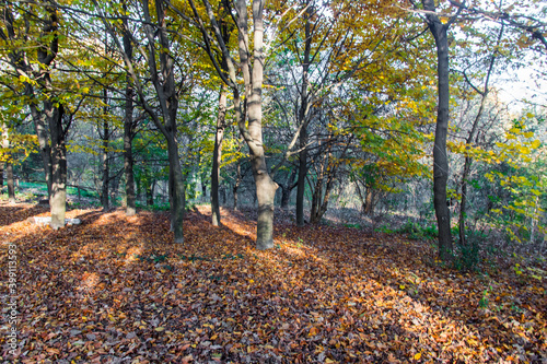 Autumn forest in Galati, Romania