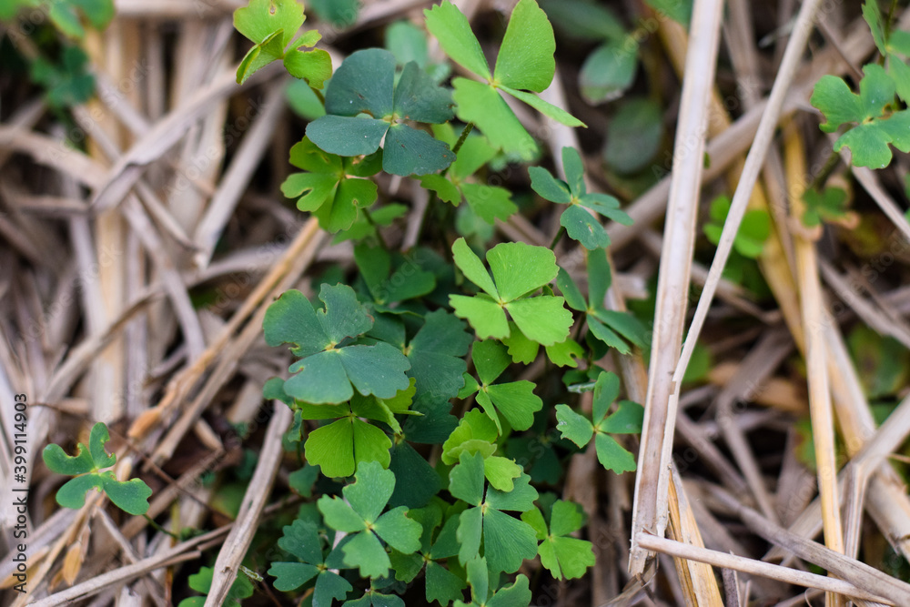 Marsilea is a genus of approximately 65 species of aquatic ferns of the family Marsileaceae Marsilea is a genus of approximately 65 species of aquatic ferns of the family Marsileaceae