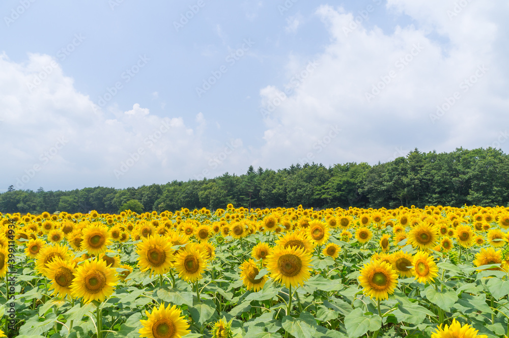 ひまわり畑 ひまわり畑