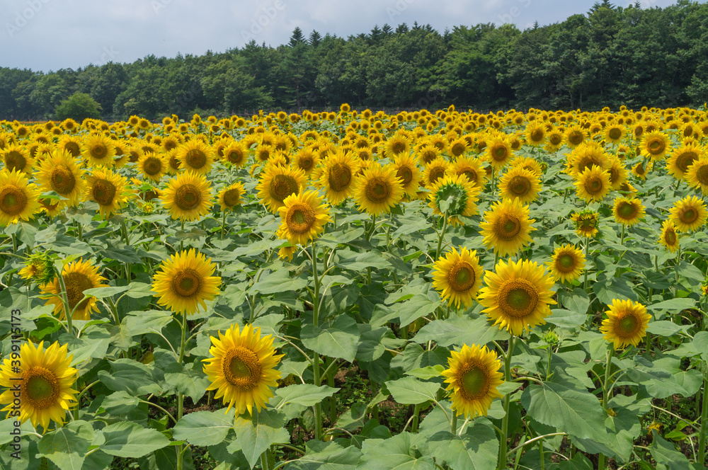 Obraz premium ひまわり畑