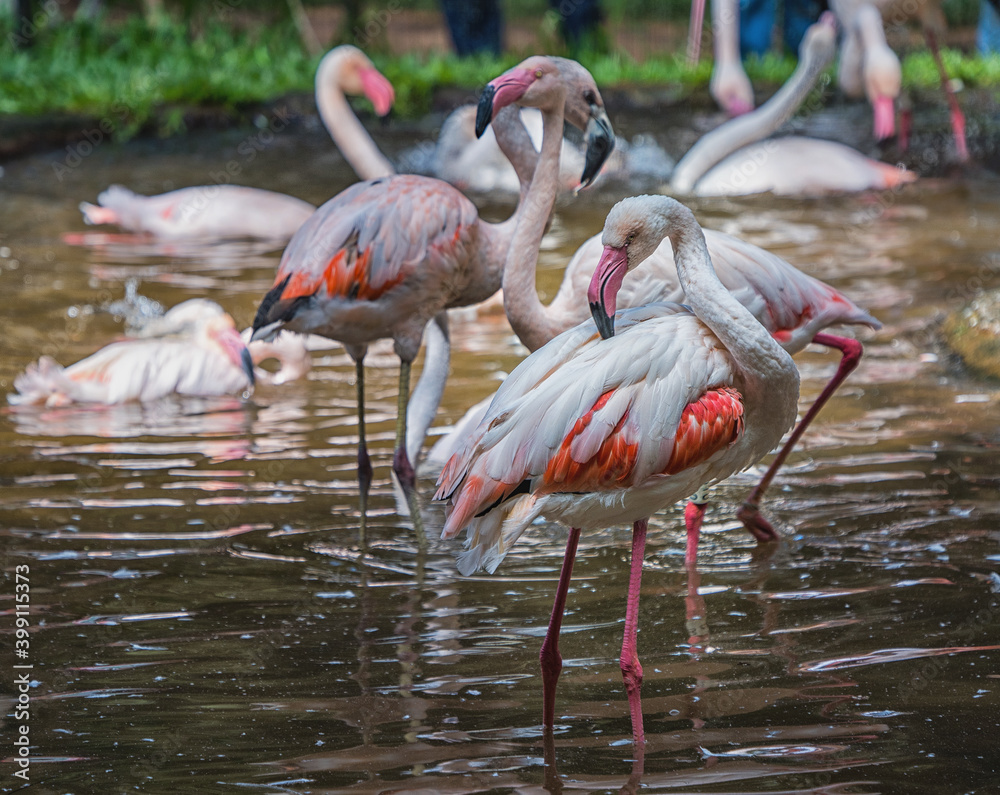 Pink flamingos in the national birds Aves park, Brazil Pink flamingos in the national birds Aves park, Brazil