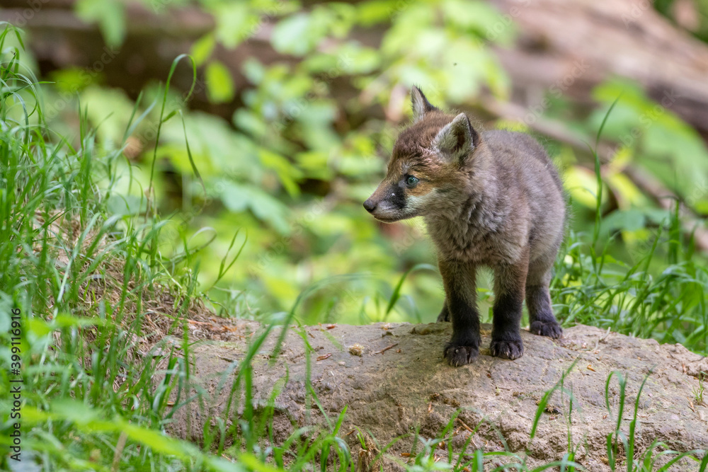 Rotfuchs (Vulpes vulpes) Junger