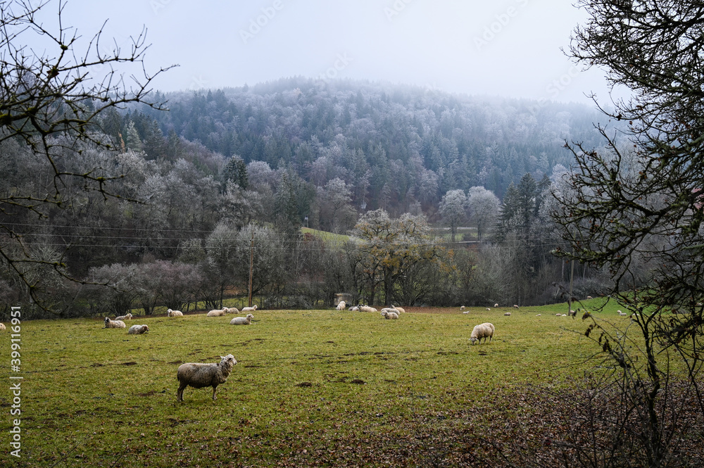 A flock of sheep grazing in a meadow in winter. And foggy forest is in the background.