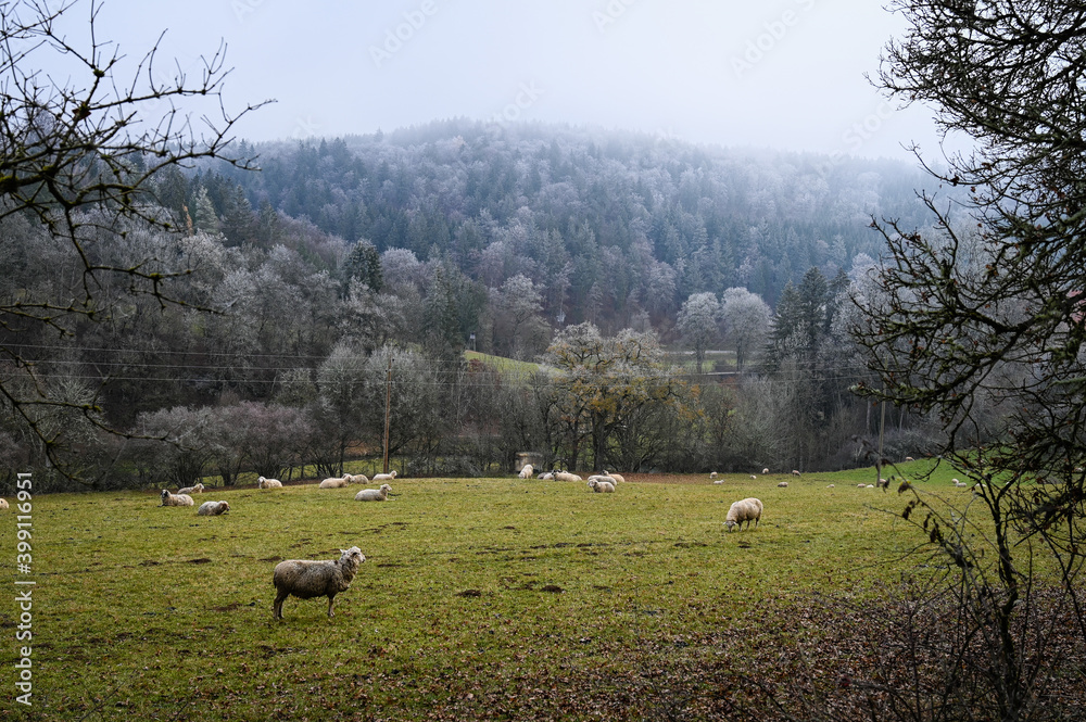 Obraz premium A flock of sheep grazing in a meadow in winter. And foggy forest is in the background.