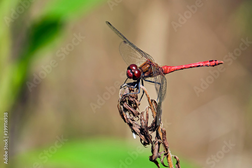 Blutrote Heidelibelle ( Sympetrum sanguineum ). photo