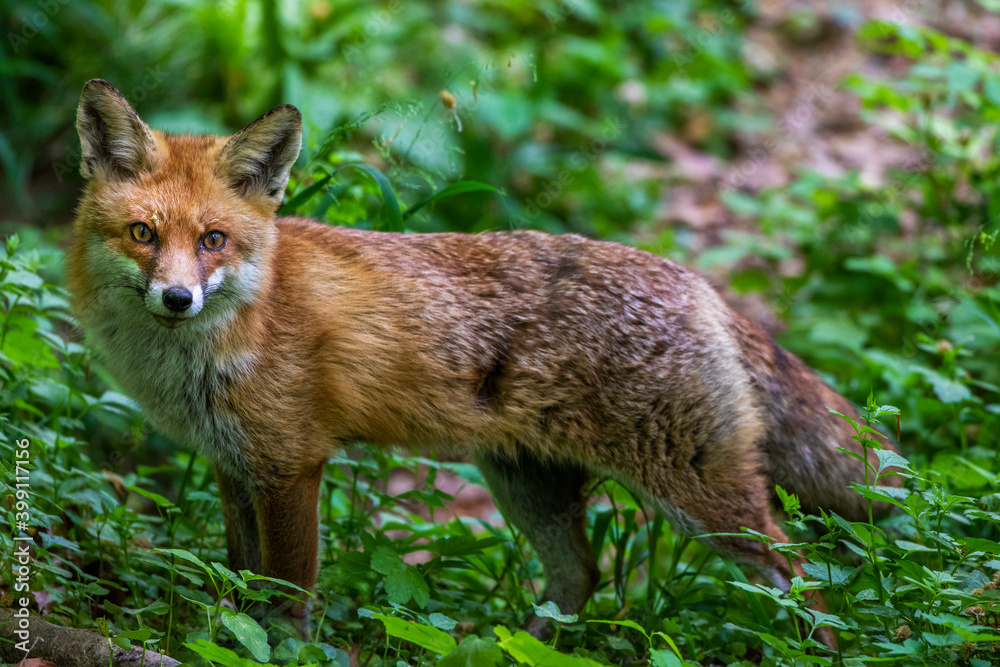 Rotfuchs (Vulpes vulpes) Rotfuchs (Vulpes vulpes)